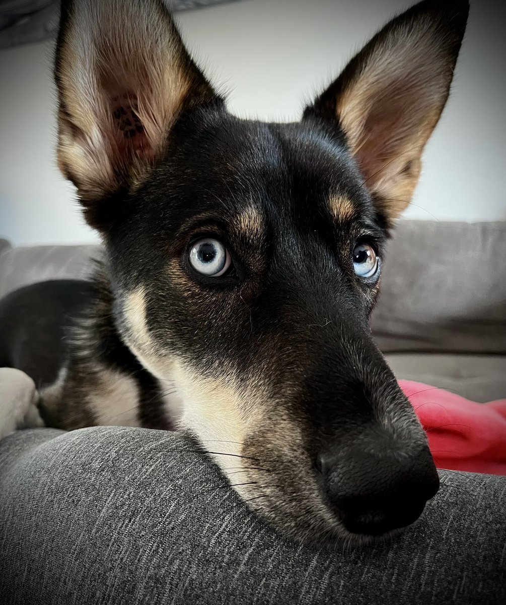 KrysCrossR's tweet photo. Emma snuggles and making #NFTs 🐶 https://t.co/MOSRQF4nRW
