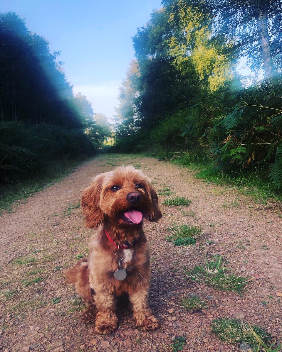 Delighted to see one of <a href="/LymeResourceCtr/">Lyme Resource Centre</a> awareness signs up on my local walk! Keep yourself and your pet safe😃 #countryliving #country #countrylife #countrygirl
#doglover #doglife #doglovers #cavapoos #puppy #puppylove #lymedisease #lymewarrior #lyme #lymediseasechallenge