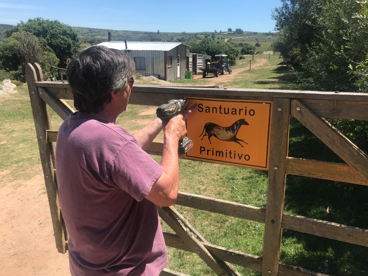 Sanctuaries are a collab between Primitivo and field owners. Driven by a shared passion for caring and protecting these animals. Each sanctuary gets a certification and plaque, signifying the sheltered Frigorifico-rescued horses santuarioprimitivo.com/en/ #horses #animalrescue