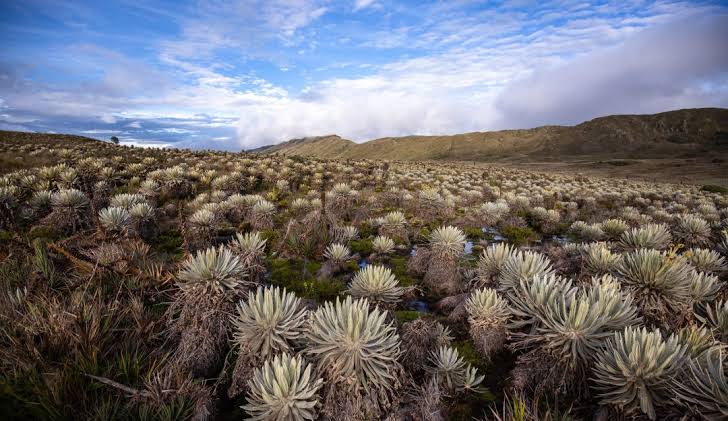 LibresCaminos's tweet photo. O Páramo de Sumapaz é um dos parques mais importantes da #Colombia por ser o maior #páramo do mundo, com uma área de 333.420 hectares e grande número de #lagoas de origem #glaciar.
Apaixonados pela América do Sul!
#Turismo #tourism #ecoturismo #natureza #aventura #TourGuide https://t.co/j4df8MpBPW