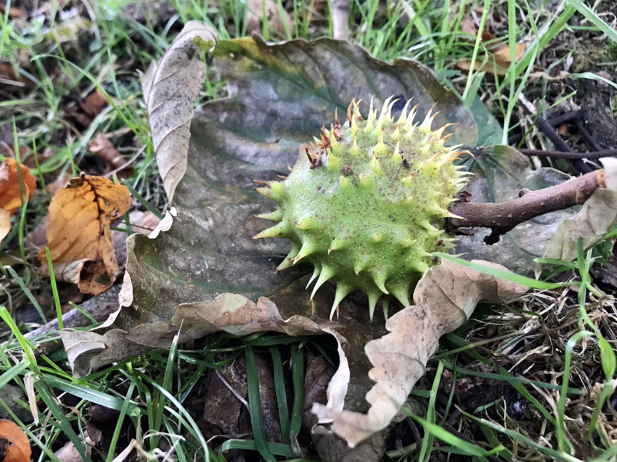 cloudymamma's tweet image. Conker 🌰 Time! 

A very hot September Summer heatwave 🌞😎🌞 but Autumnal 🍂 signs are well and truly here too. 

Inverness 

#conkers #ThePhotoHour #loveukweather 
@metoffice @itvweather