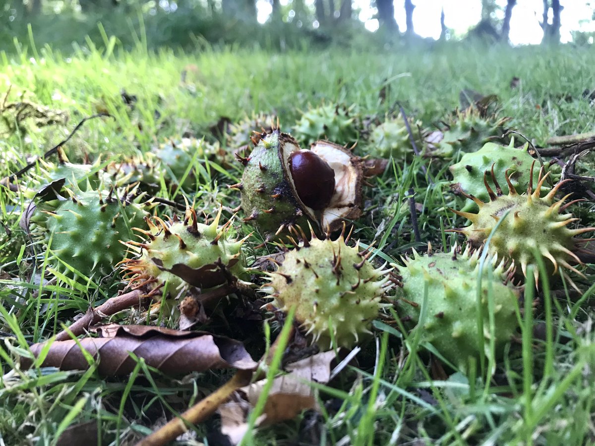 cloudymamma's tweet image. Conker 🌰 Time! 

A very hot September Summer heatwave 🌞😎🌞 but Autumnal 🍂 signs are well and truly here too. 

Inverness 

#conkers #ThePhotoHour #loveukweather 
@metoffice @itvweather