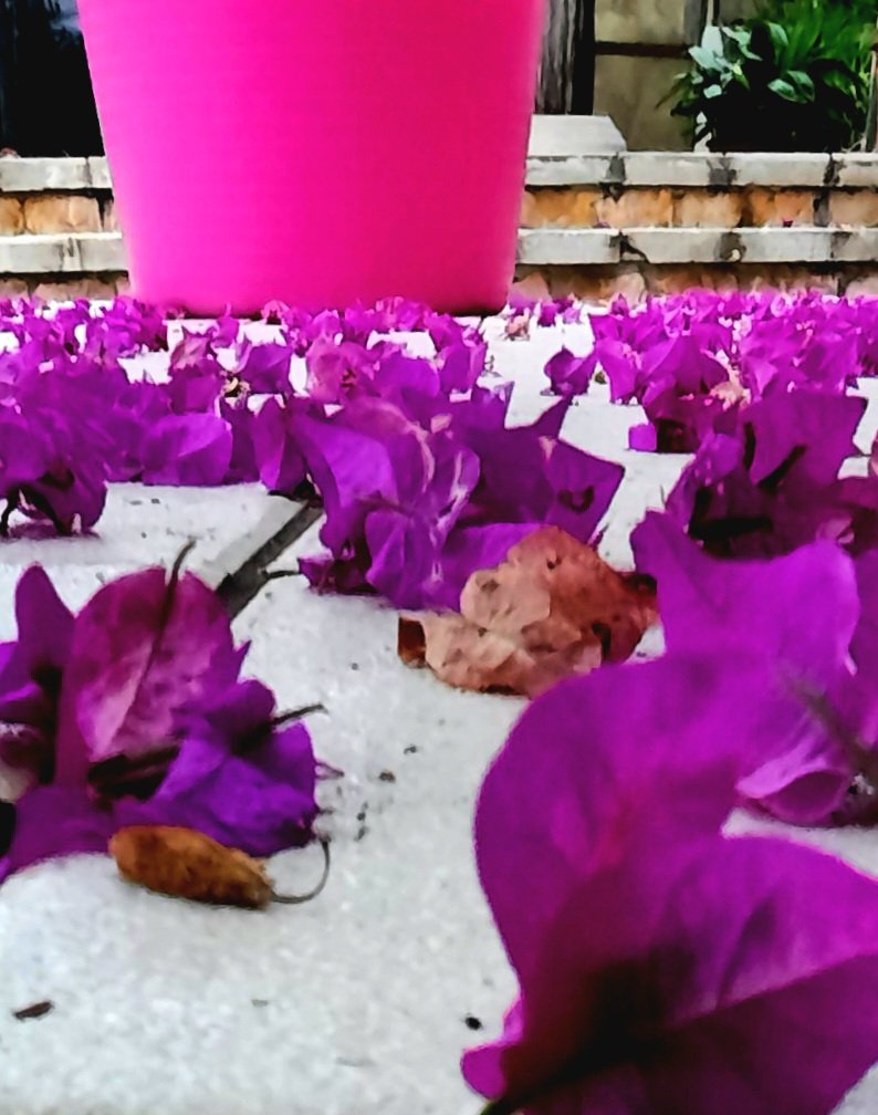 MiquelGilMartin's tweet photo. Avís de que s'atansa la #tardor ? #Flor #photography https://t.co/XQ5gdVA7RB