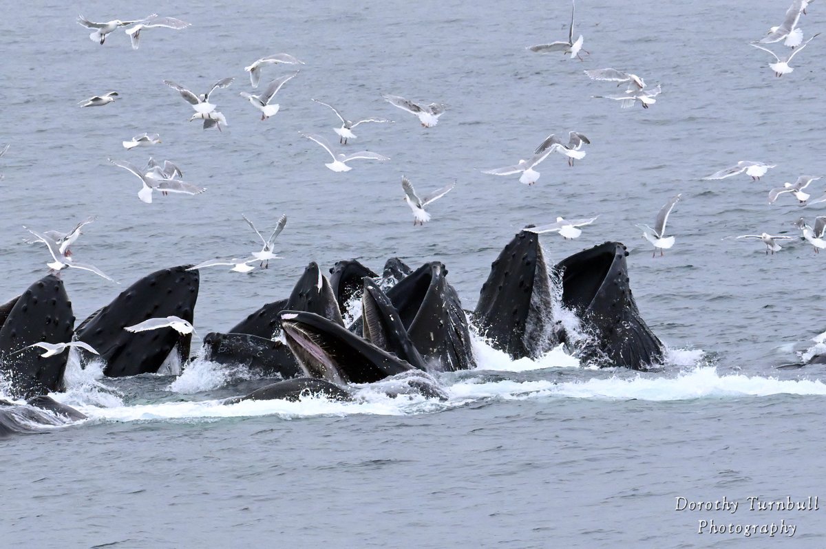 Humpback whales and seagulls This was such an amazing experience !! Alaska 2023 #Alaska #humpbackwhales #wildlifephotography #sealife #DoJoPhoto #Picfair #birdsoftwitter #BirdsSeenIn2023 #Whales