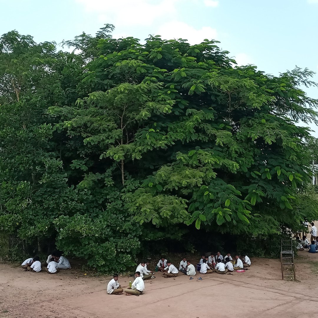 Carpe_Ecosattva's tweet image. During our recent visit to the ZPPS Ganori School in Phulambri, it warmed our hearts to see students enjoying their lunch in the comforting shade of the thriving Miyawaki #nativeforest we planted back in 2020!