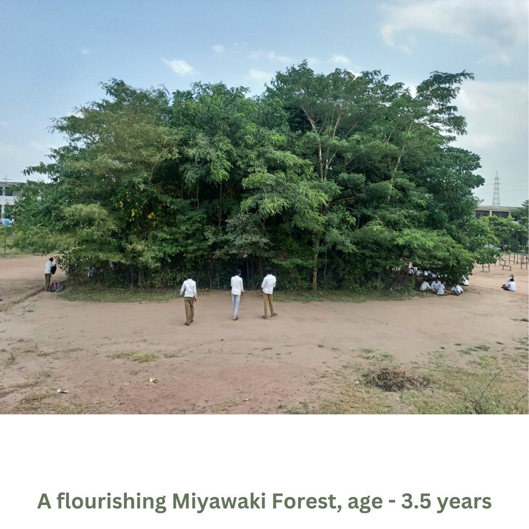 Carpe_Ecosattva's tweet image. During our recent visit to the ZPPS Ganori School in Phulambri, it warmed our hearts to see students enjoying their lunch in the comforting shade of the thriving Miyawaki #nativeforest we planted back in 2020!