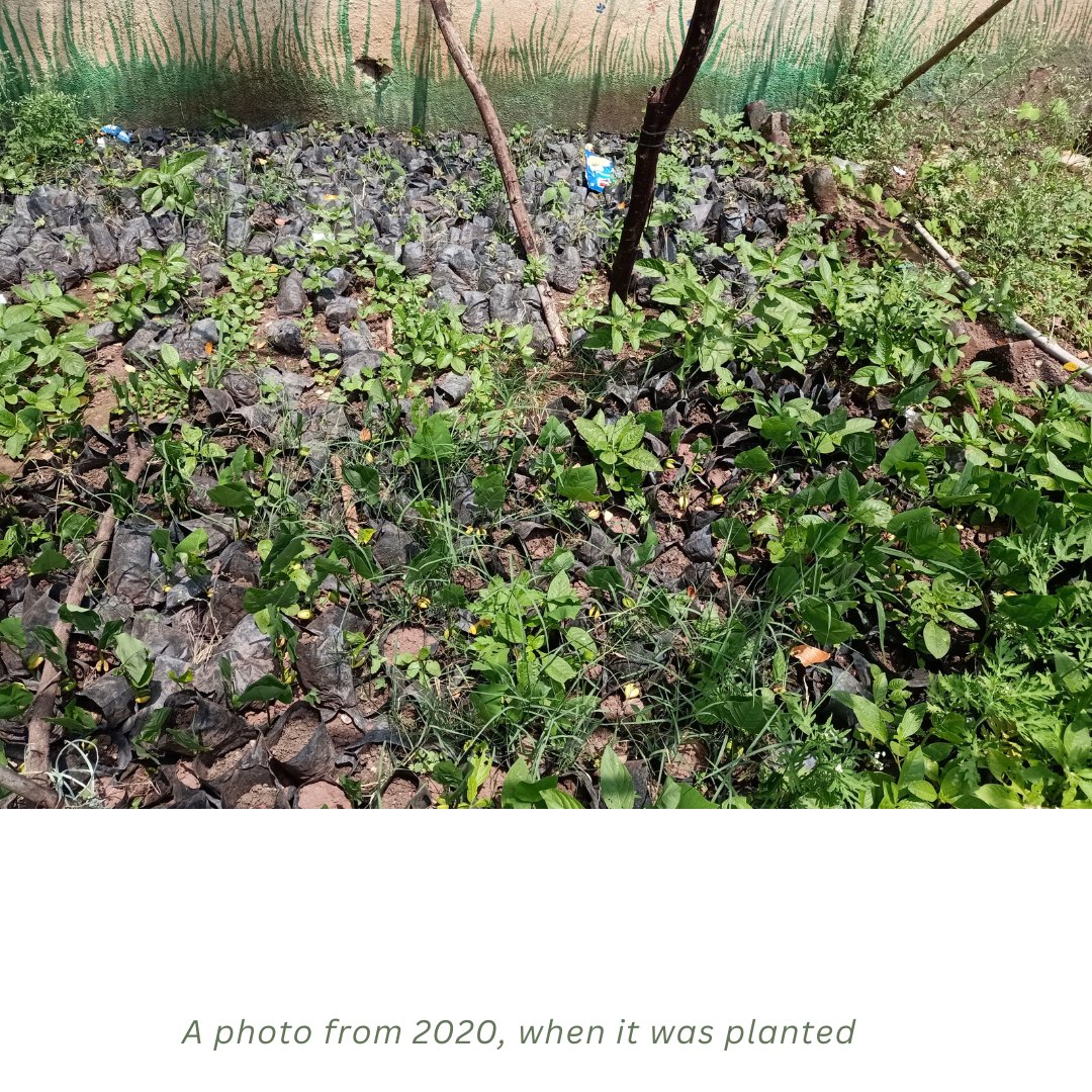 Carpe_Ecosattva's tweet image. During our recent visit to the ZPPS Ganori School in Phulambri, it warmed our hearts to see students enjoying their lunch in the comforting shade of the thriving Miyawaki #nativeforest we planted back in 2020!