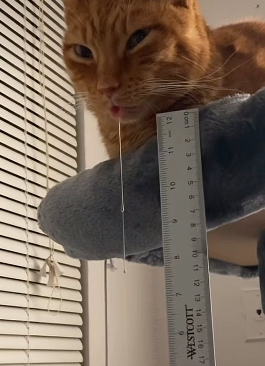 DontShowYourCat's tweet photo. record breaker https://t.co/SppRybjdxB