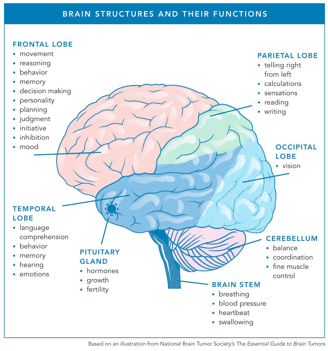 imedverse's tweet photo. Brain structures and functions

Credits: @NBTStweets 
H/t @chrost_hugo #MedEd #Neurology https://t.co/uY7aDVg0Ei