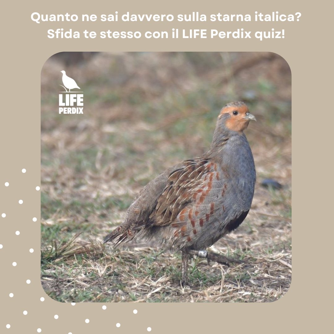 #LIFEproject #LIFEprogramme #Perdix
Quanto conosci la starna italica? Scoprilo con il nostro quiz! Divertiti a rispondere in forma anonima a 6 brevi domande a risposta multipla e al termine saprai subito quante ne hai azzeccate!
forms.gle/TjHRz3YPmTzEiE…