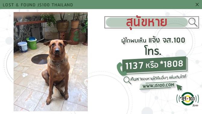 js100radio's tweet photo. สุนัขหายจากถนนจันทน์(เก่า) ซอย 5 ผู้ใดพบเห็นแจ้ง JS100 โทร *1808 หรือ 1137 https://t.co/Fen7bVuwqs https://t.co/m3ikqUP0Y9
