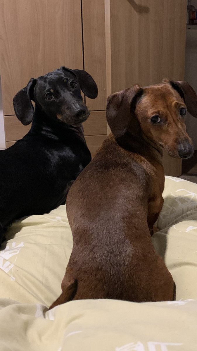 Teddy, louis, Darcie, Rosie, Sonny and Hugo tweet media