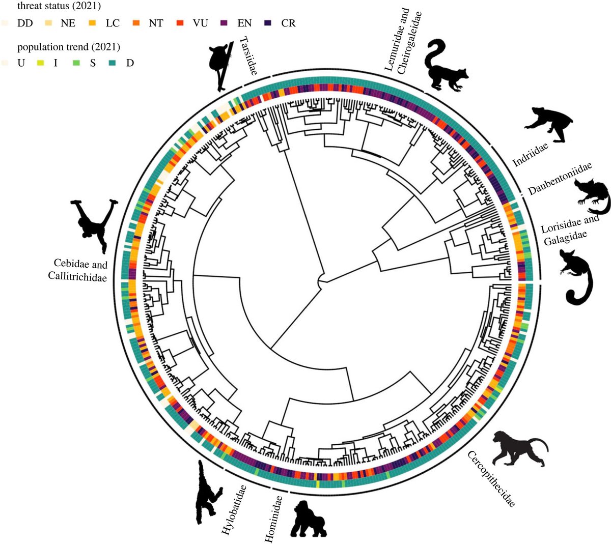 Explaining the #primate #extinction crisis: predictors of extinction risk and active threats - ow.ly/ToPt50PIhn2 #ProcB #conservation <a href="/M_J_Creighton/">Maria Creighton</a> <a href="/CharlesNunn3/">Charles Nunn</a> <a href="/DukeBiology/">Duke Biology</a> <a href="/EvAnthDuke/">Duke Evolutionary Anthropology</a>