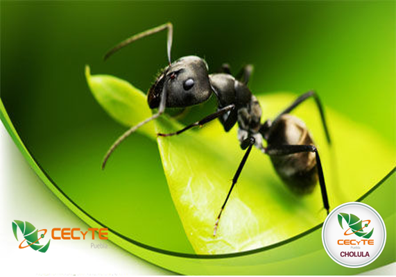 CECyTE_Cholula's tweet photo. ¿Sabías que? Las hormigas son insectos curiosos. Hacen guerras, pueden capturar a esclavos, siempre viven en comunidad y se organizan de una forma pasmosa para conseguir su comida y construir sus hogares. Sin duda, son imparables.  #SomosCECyTE https://t.co/4HVFFH5HJU
