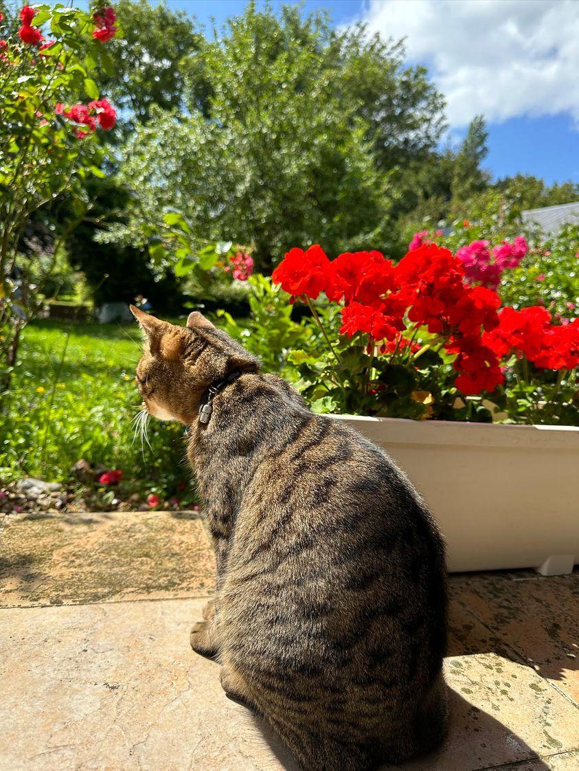 Ma beauté 🥰🥰

#CatsOfTwitter