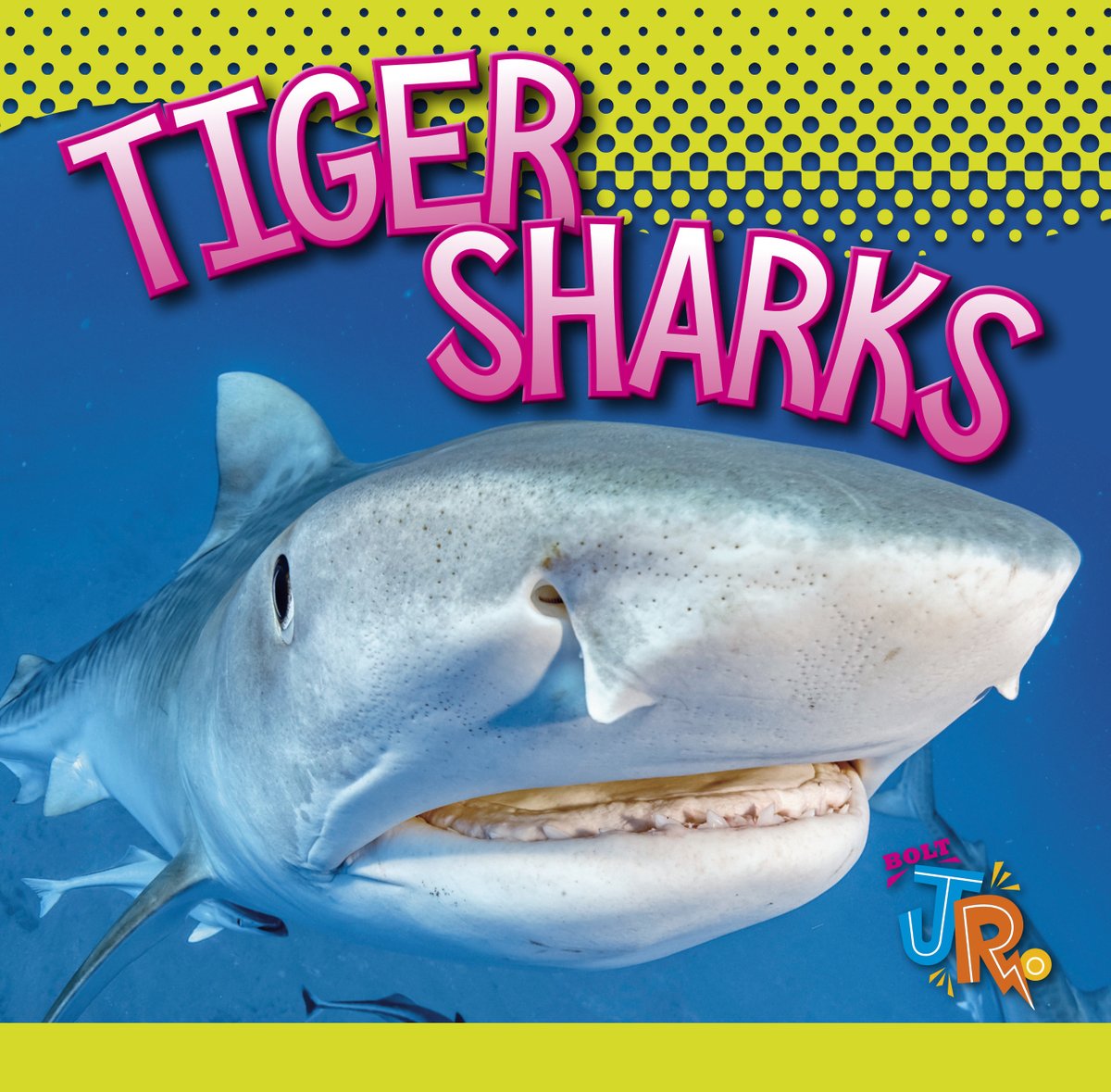 Dive into the ocean's depths and learn about the fearsome predators readers love. World of Sharks introduces the habitats, life cycles, and behaviors of these incredible animals. This new series is also available in #Spanish!

#newbooks #sharks #BlackRabbitBooks