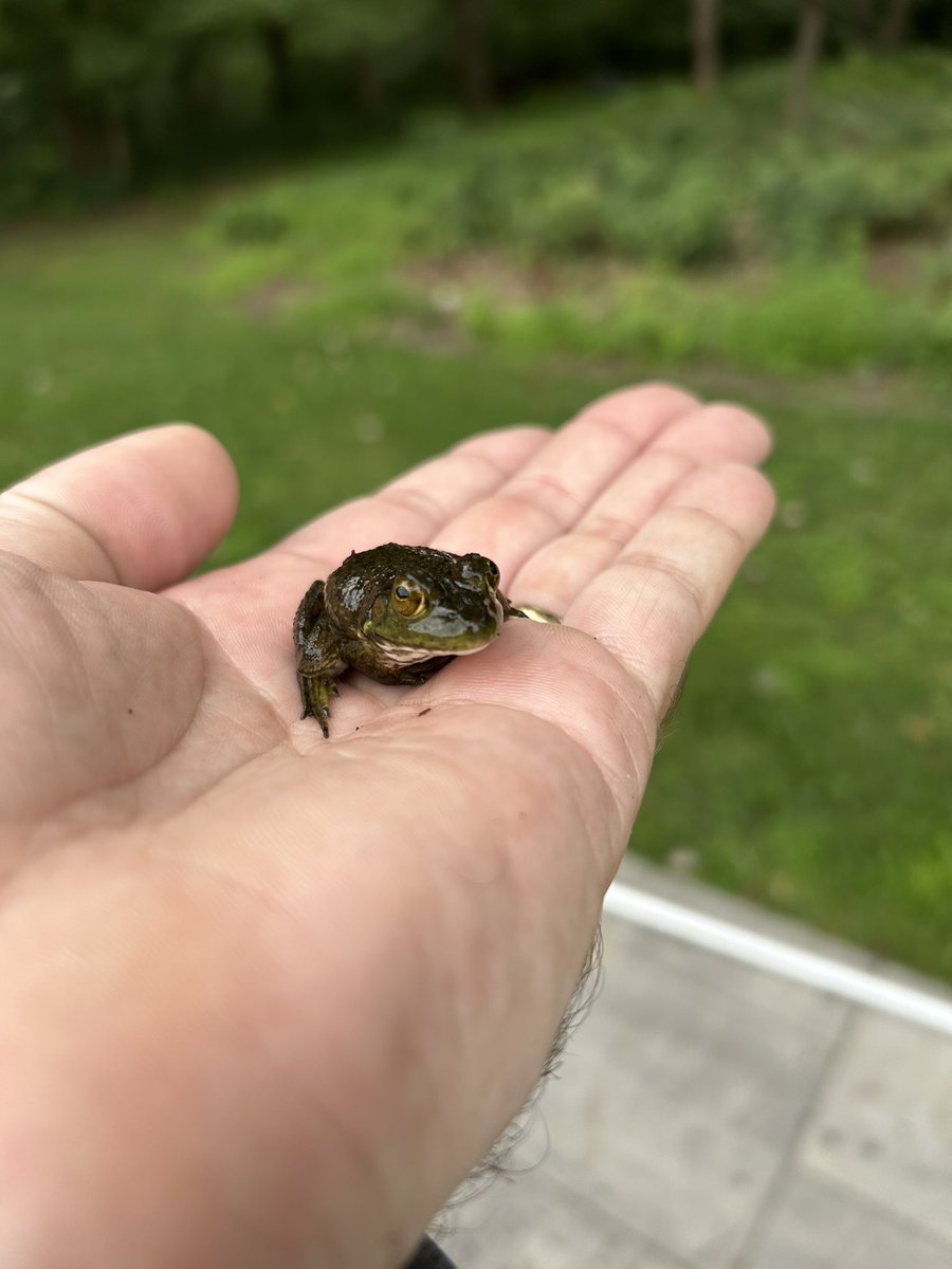 It is Wednesday my dudes #frog #WednesdayMotivation