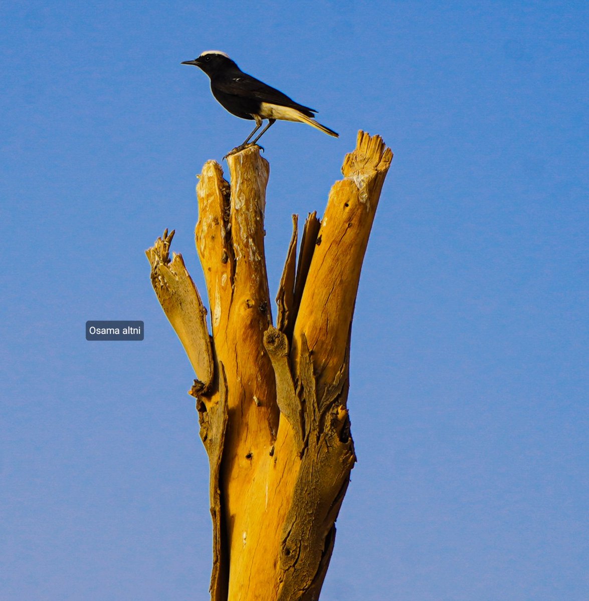 osamathini's tweet photo. من يعرف اسم هذا الطائر الجميل وهل ذكر او أنثى ..!! 🌵
The name of the bird .. ! #Libya_desert 🇱🇾 https://t.co/IcVqAN5io9