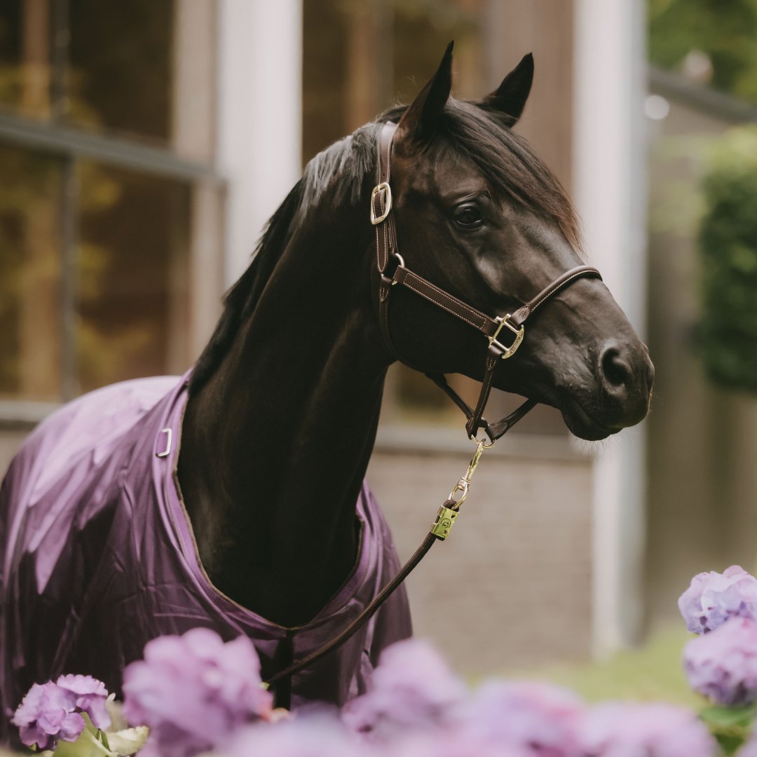 The new addition to Kentucky's Purple Collection 💜

The All Weather Waterproof Pro Turnout Rug has now been released in the stunning royal purple 😍 And we are in love!

#Equiport #KentuckyHorsewear #HorseRug #HorseWear #HorseEssentials #EquestrianLove #EquestrianLife