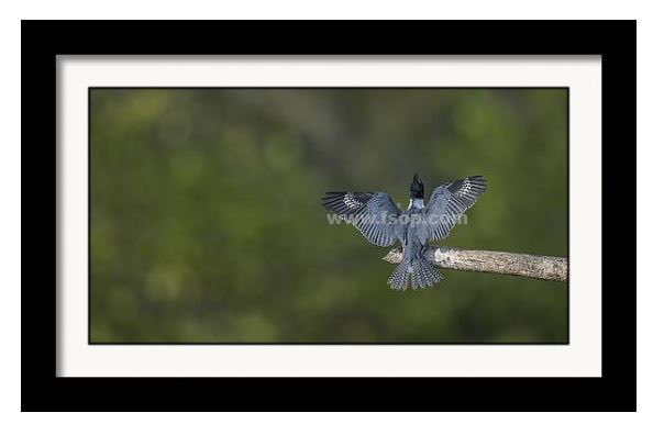 Landing Patterns of a Female Belted kingfisher!

fineartamerica.com/featured/landi…

#wildvisiondotcom
#puttaswamyravishankar
#perfectgift #ಪುರಶಂ #fstopdotcom #bangaloredotcom #nature #naturephotography #BuyIntoArt #AYearForArt #Art #cosmictouchdotcom #visualrhythmcampus