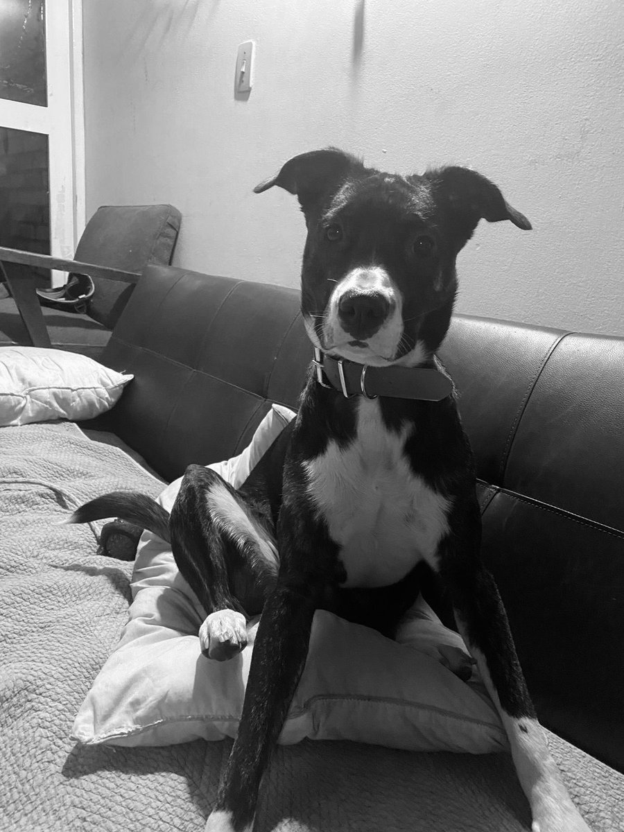 VargasSilvaMV's tweet photo. #ATENCIÓN RECHAZO, de manera contundente, el envenenamiento de estos 3 perros, al interior del conjunto residencial Colseguros, en la ciudad de Bogotá. Donde la comunidad ha mostrado su indignación y ha denunciado el envenenamiento masivo de sus animales de compañía. Solicito al Grupo Especial para la Lucha contra el Maltrato Animal #GELMA de la @FiscaliaCol, a @AnimalesBOG, y a @JuanKarloslos, que investiguen y tomen las acciones pertinentes para que estos hechos abominables no vuelvan a suceder.