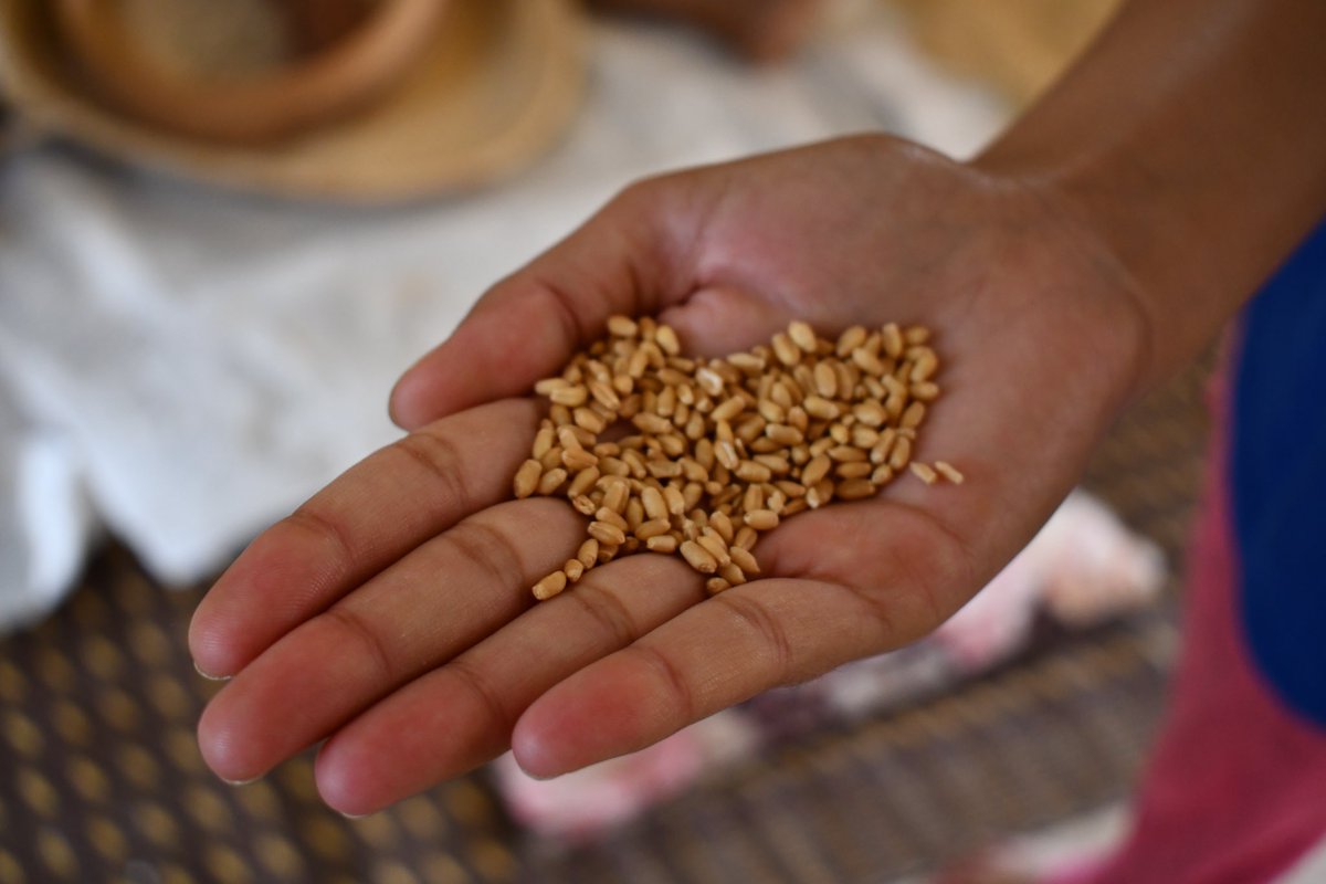_madelineturner's tweet photo. and, right now, I’m learning the ropes of couscous production outside
of Meknes in Morocco! https://t.co/As8cgjlnnb
