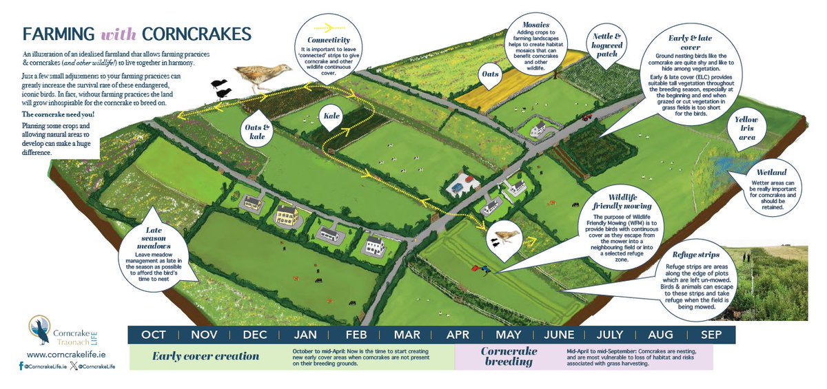 Corncrake/Traonach LIFE tweet media
