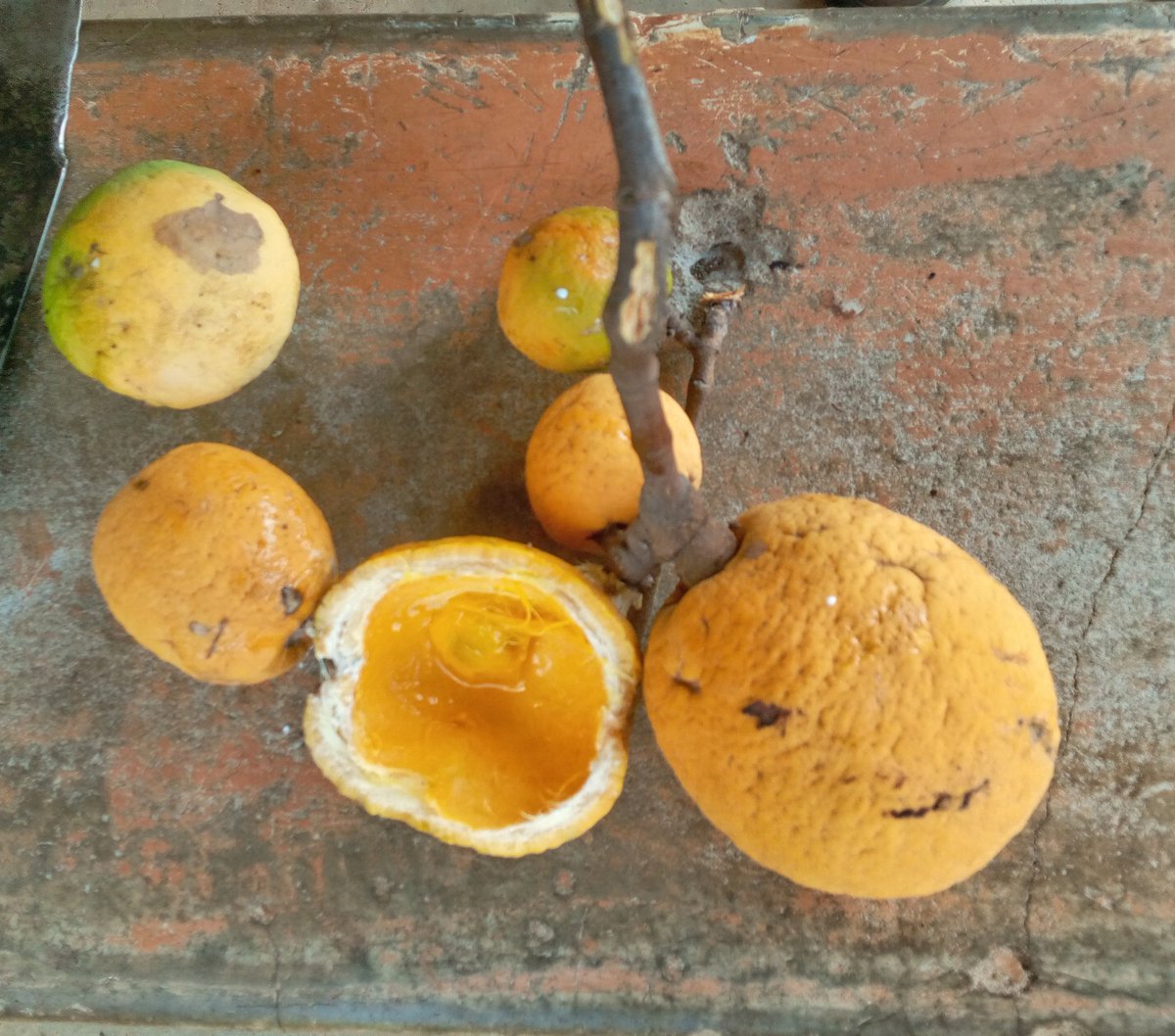 VisitAcholiLand's tweet photo. Which of these Wild fruits is your favorite?😁
1. #Kwomo/#Pwomo/#Fomo (Rubber Vine)
2. #Oywelo (Black plum)
3. #Yaa (Shea nut)
4. #Acuga (Egyptian Carissa)
#VisitAcholiLand https://t.co/HGdeCqPEuZ