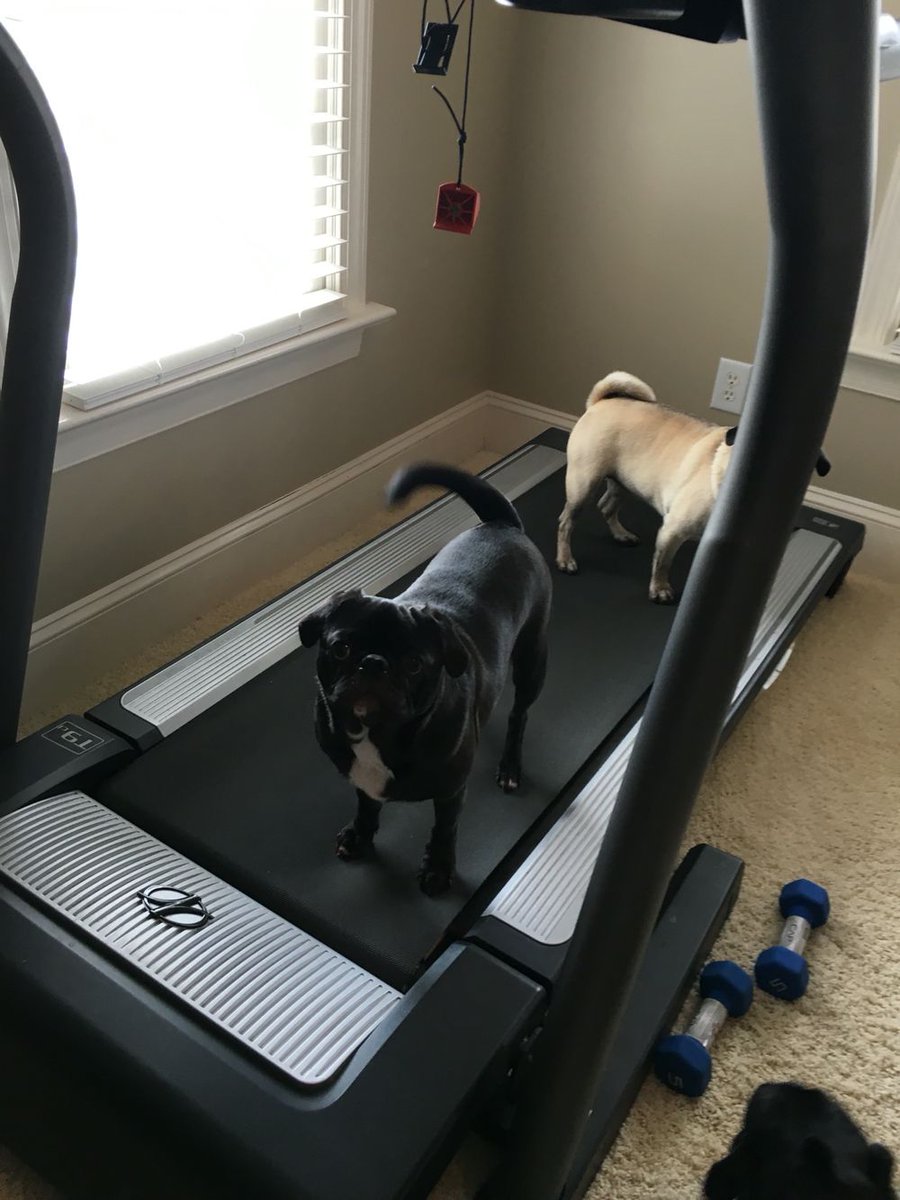 formulafitindia's tweet photo. Personal Training? 🐶🏃‍♂️ https://t.co/rPSkOq9ulL