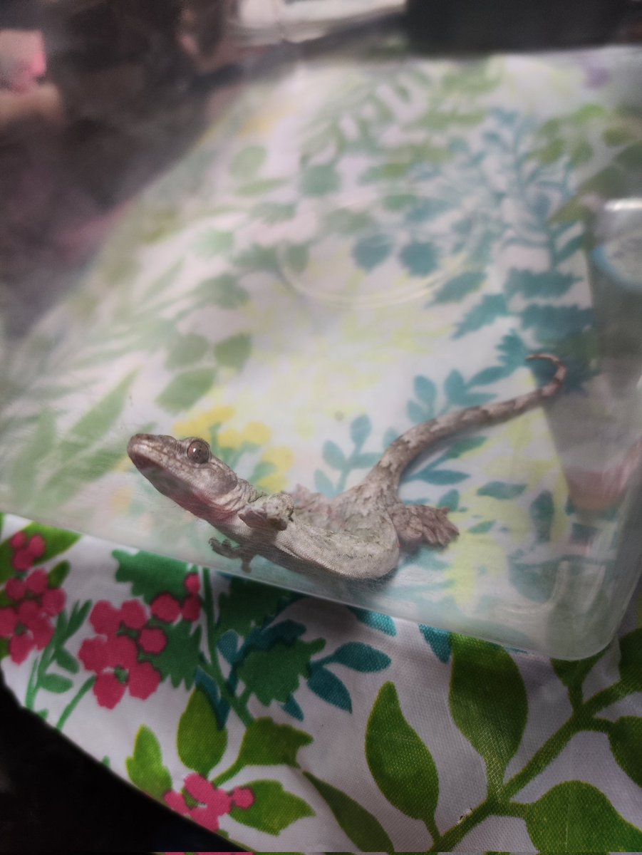 suchan_629's tweet photo. いっつも台所の窓に張り付いてるヤモリが家の中に入ってきて捕獲した！！
めっちゃかっこいいんだが((๑✧ꈊ✧๑))
今日から君をうちのペットにしよう🦎☘️ https://t.co/VmAoa0EgIO