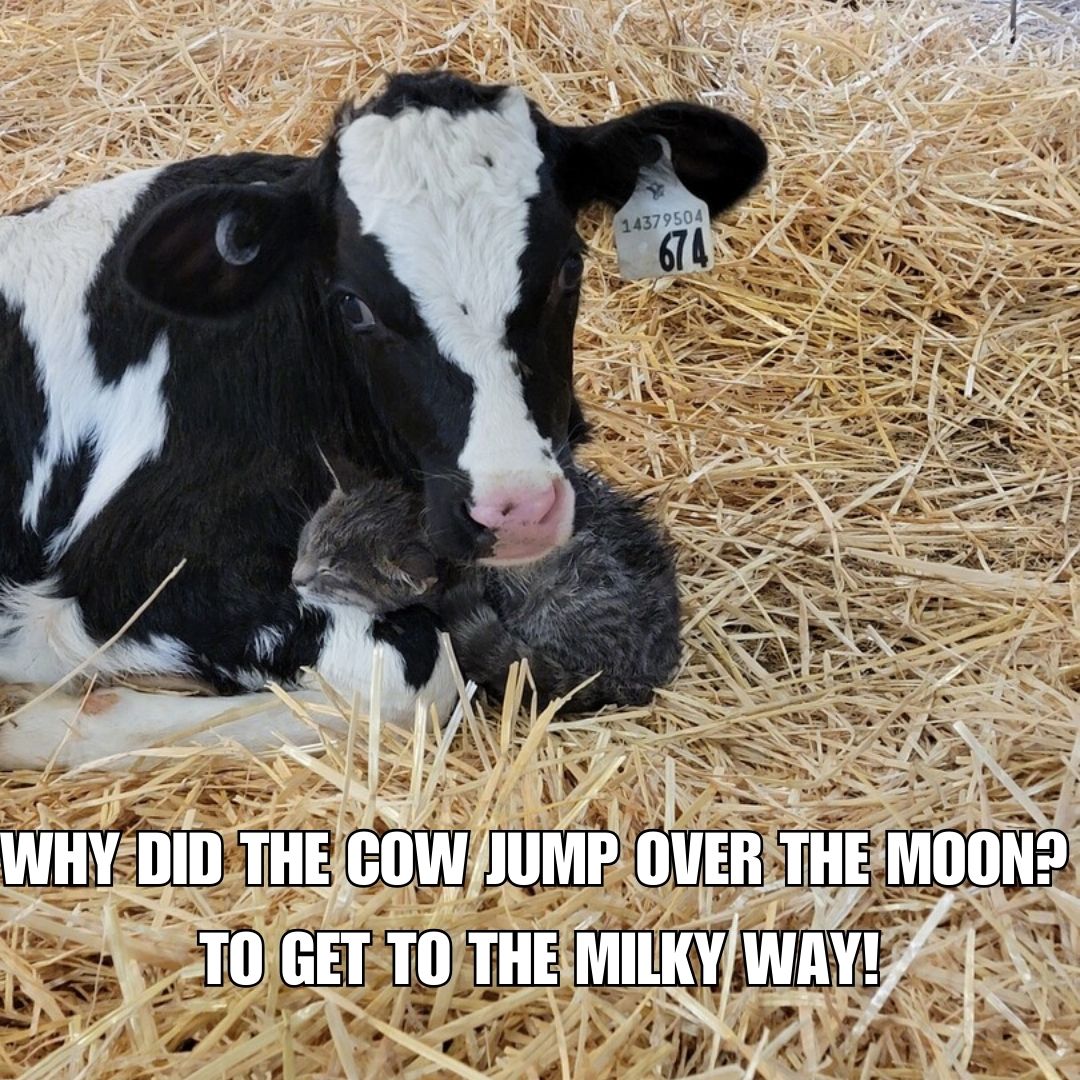 We interrupt your week with a little joke to get you through until the weekend!