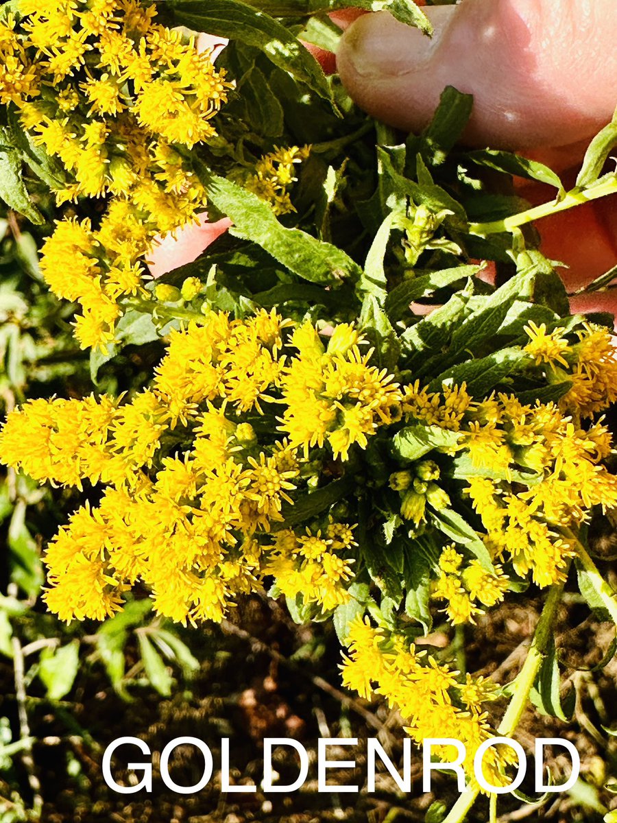 #ODSWildGooseChase2023