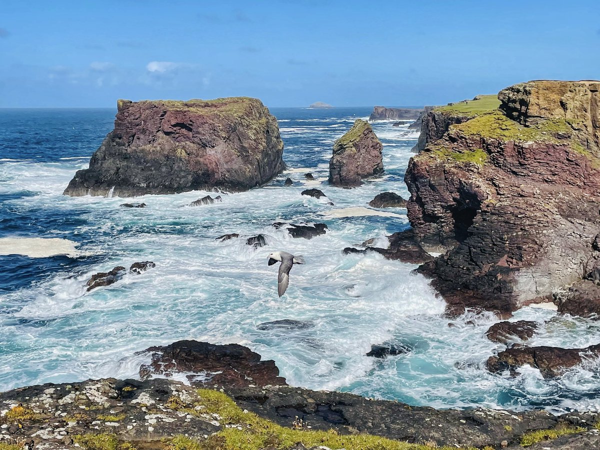DogPerro1's tweet photo. There is much more to Shetland than just Shetland ponies.
#scottrip #Xavi #Barça
#wirehairedvizsla #shetland #scotland https://t.co/bzUmzW1Yh2