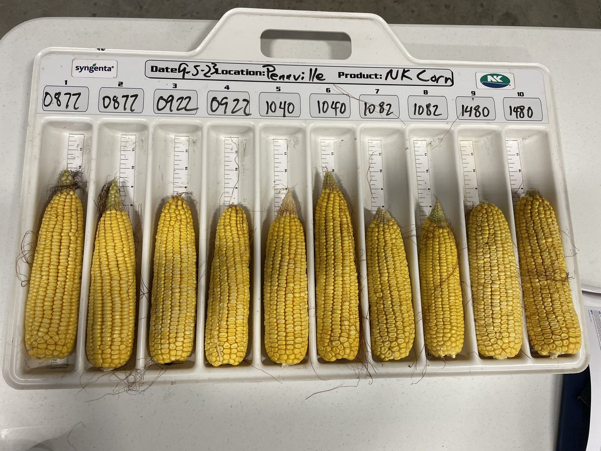 Thanks to Helena Pennville for another great plot this year. The NK 20 in ‘24 corn launch class is looking awesome!

#SuccessWithNK <a href="/NKSeeds/">NK Seeds</a> @NKGreatLakes <a href="/HelenaAgri/">Helena Agri-Enterprises</a>