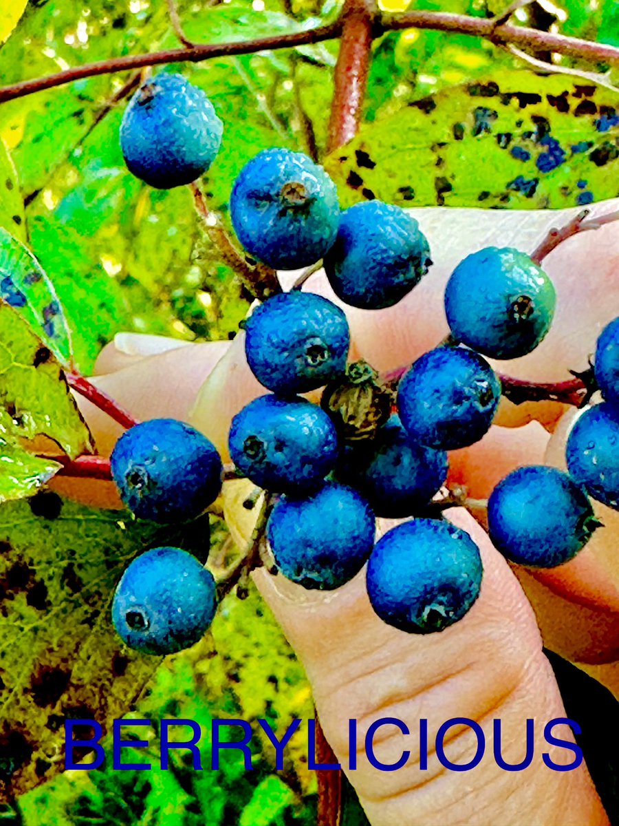 #ODSWildGooseChase2023
#Team Ace