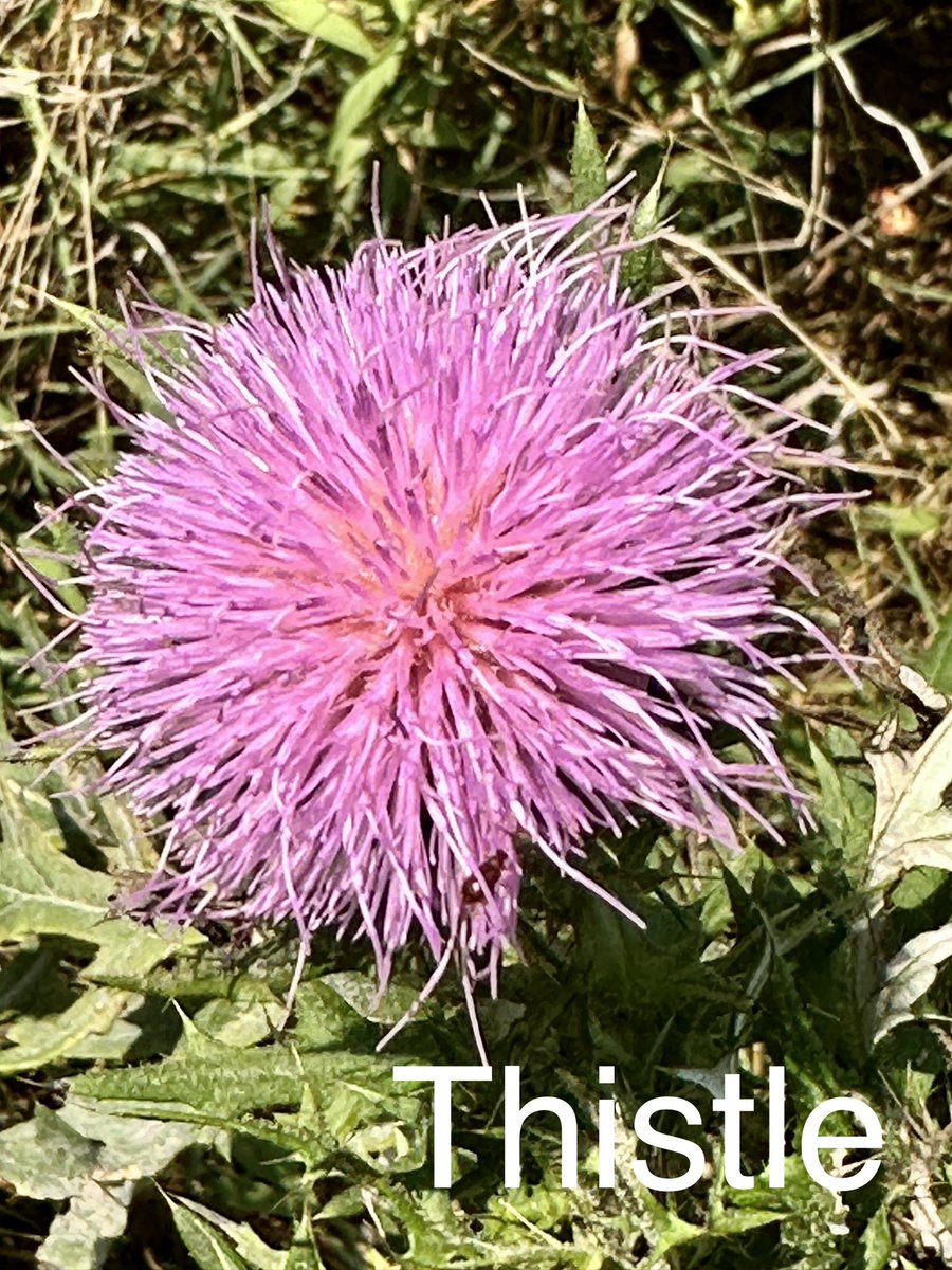 #ODSWildGooseChase2023
#Team Ace