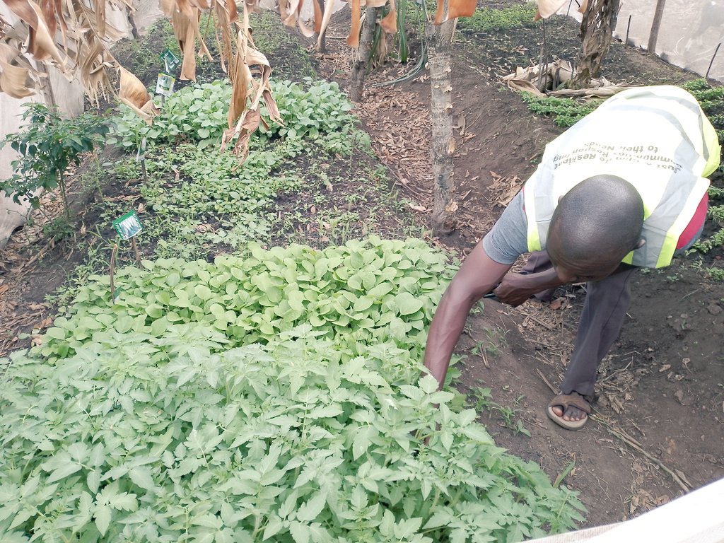 Our women are soon becoming food keepers. We are empowering them to fight hunger and household level poverty. 

They will be harvesting for food and also generate incomes on sales of these vegetables and fruits.

#FoodSecurity #FightingHunger #yagmur #WomenEmpowerment