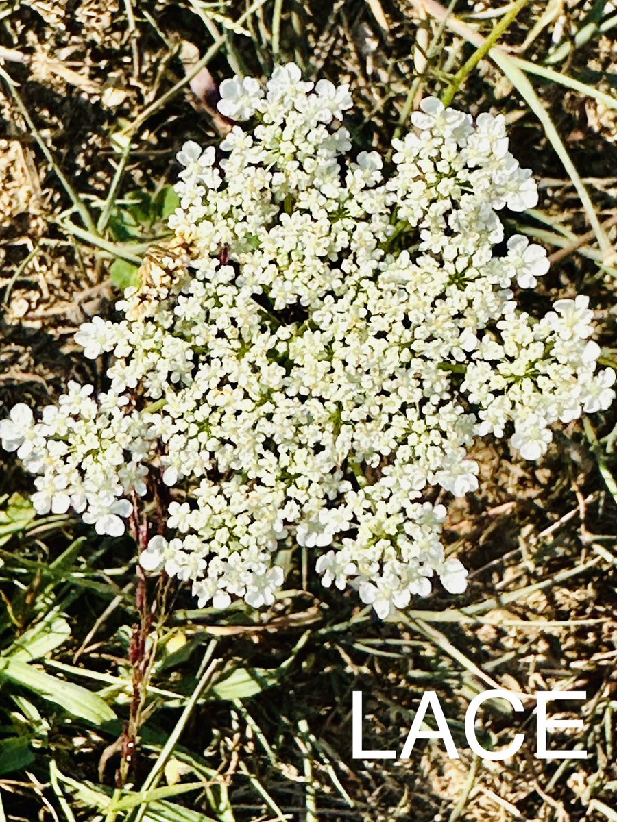 #ODSWildGooseChase2023
#Team Ace