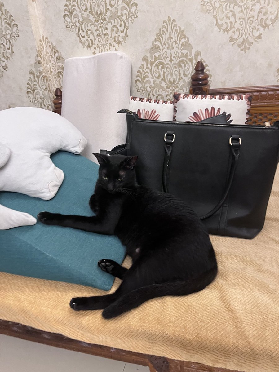 TalkyTails's tweet photo. All is style  #Queen #catlovers #CatsOnTwitter https://t.co/JwbNNTIZzp