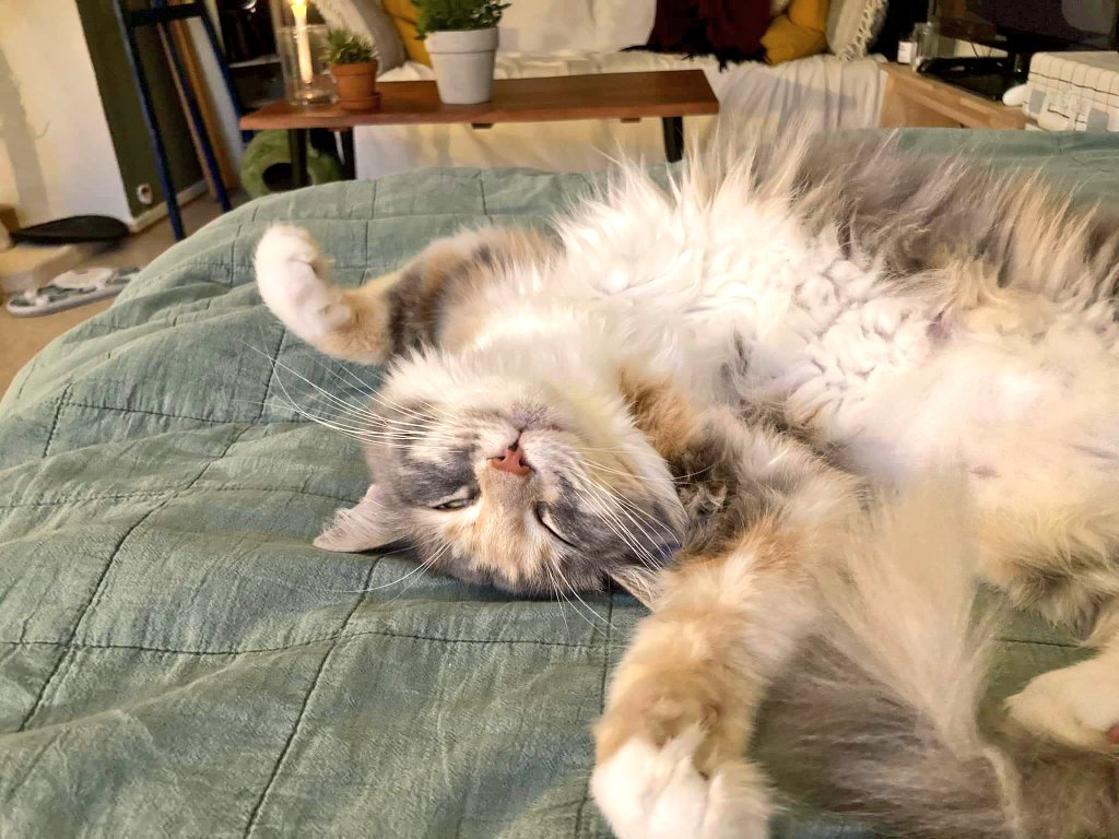 staydott's tweet photo. this cutie is coming to me tomorrow 🥺💖 looking forward to having some cozy nights and days with her : ) 

cleaning the whole apartment for her visit in her new temporary home tomorrow! 🥰

#cat #kitty #smallstreamer #temporaryhome #homeforcat #cute #mainecoon #sacredburmese https://t.co/KEif9StFgk