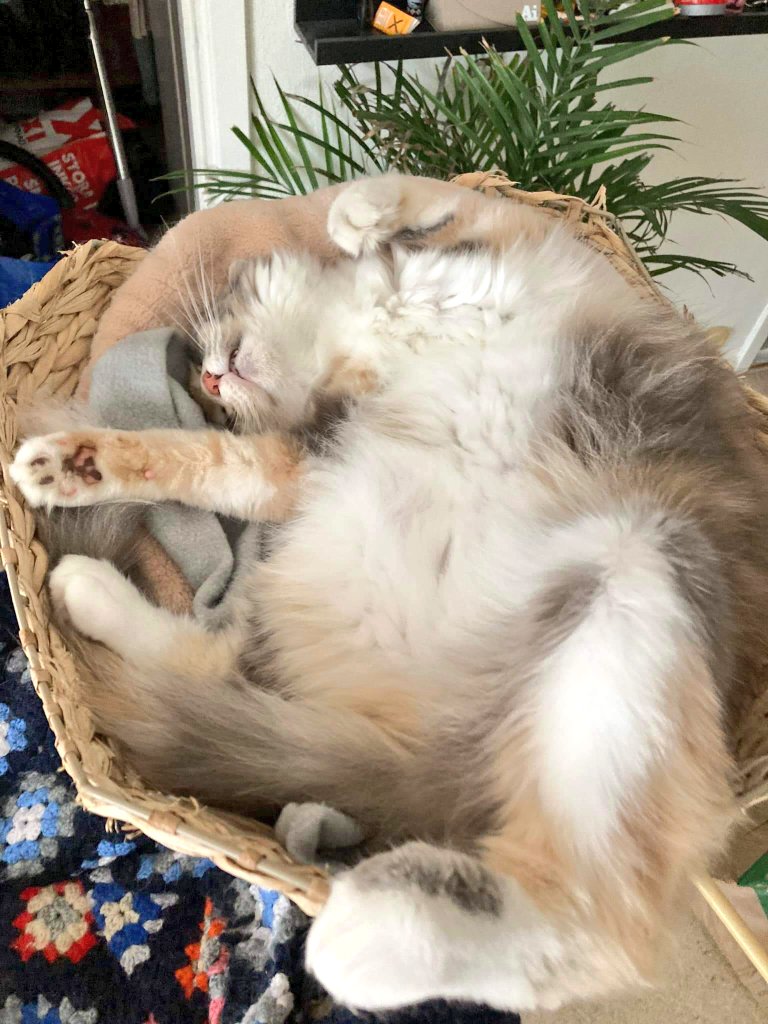 staydott's tweet photo. this cutie is coming to me tomorrow 🥺💖 looking forward to having some cozy nights and days with her : ) 

cleaning the whole apartment for her visit in her new temporary home tomorrow! 🥰

#cat #kitty #smallstreamer #temporaryhome #homeforcat #cute #mainecoon #sacredburmese https://t.co/KEif9StFgk