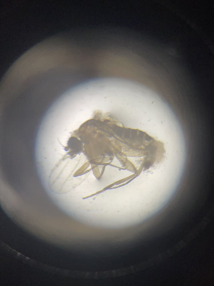 PflaumerGISA's tweet image. Today students have collected data from their pan traps that were set yesterday. They used their samples to calculate biodiversity index and identified common names and scientific names of their collected insects!