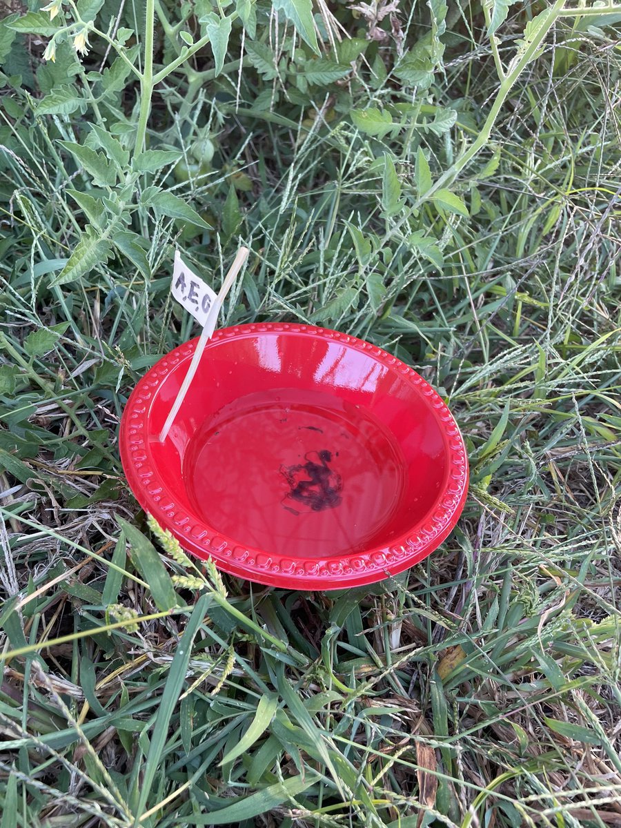 PflaumerGISA's tweet image. Today students have collected data from their pan traps that were set yesterday. They used their samples to calculate biodiversity index and identified common names and scientific names of their collected insects!