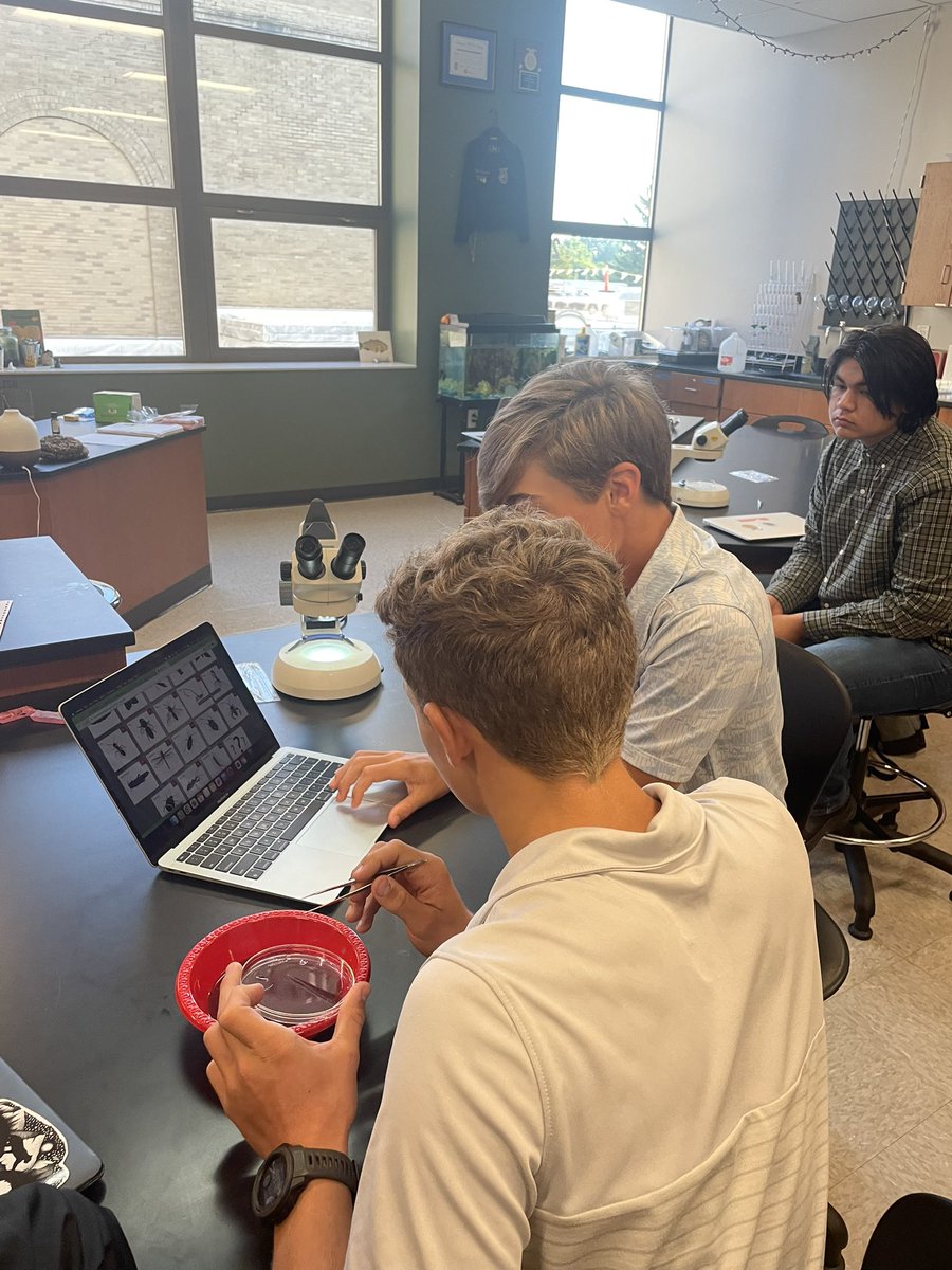 PflaumerGISA's tweet image. Today students have collected data from their pan traps that were set yesterday. They used their samples to calculate biodiversity index and identified common names and scientific names of their collected insects!