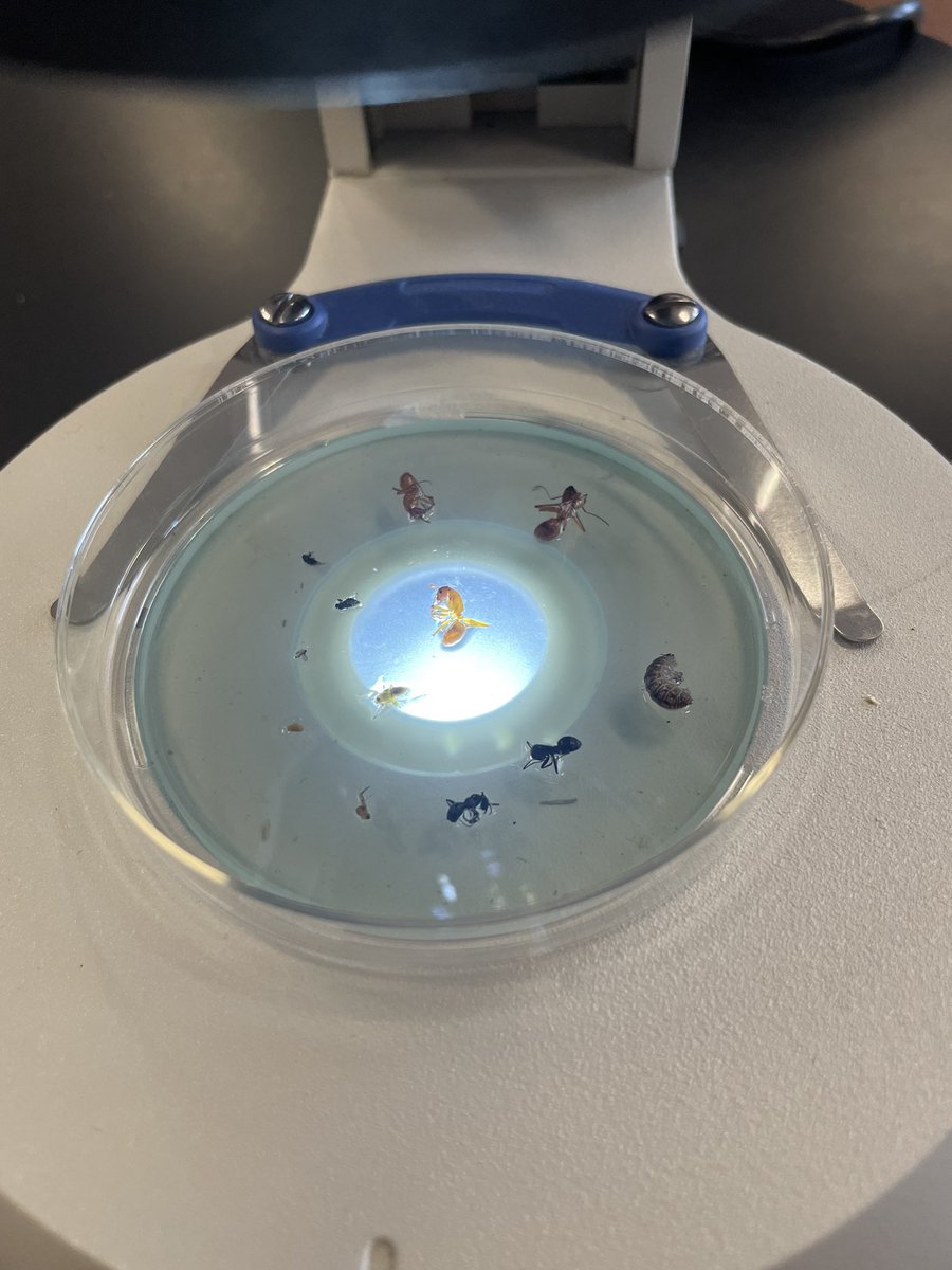 PflaumerGISA's tweet image. Today students have collected data from their pan traps that were set yesterday. They used their samples to calculate biodiversity index and identified common names and scientific names of their collected insects!