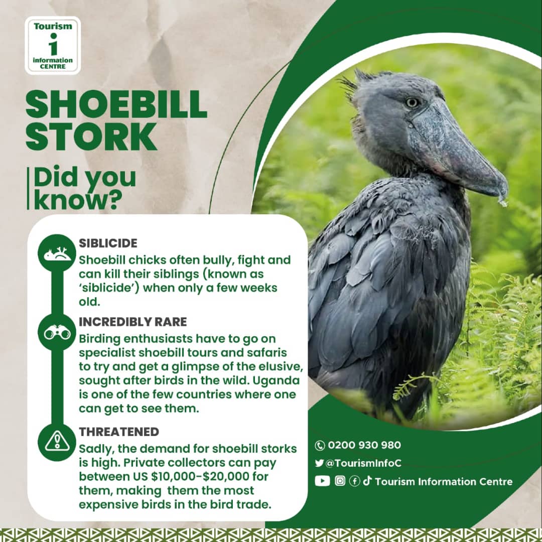 SafaritailorEA's tweet photo. Today, let's learn about this Dinaousor relative. @TourismInfoC
@Hanzetours https://t.co/I1vPf2h9RA