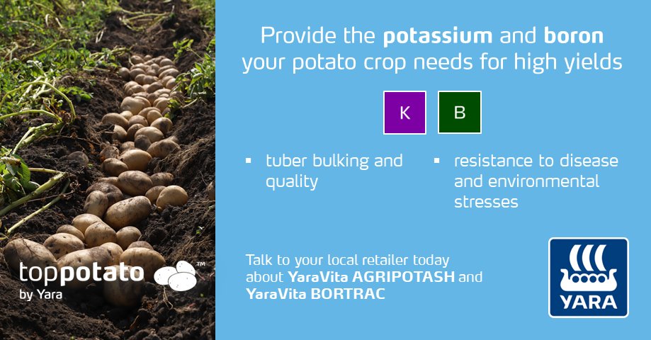 TopPotato Yara Canada tweet media