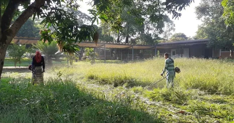 Con el firme propósito de seguir embelleciendo los espacios de la ciudad de San Carlos, las brigadas de la esperanza, conformadas por hombres y mujeres heróicos, continúa labores de desmalezamiento, pico y poda, en los espacios de la UNELLEZ VIPI.