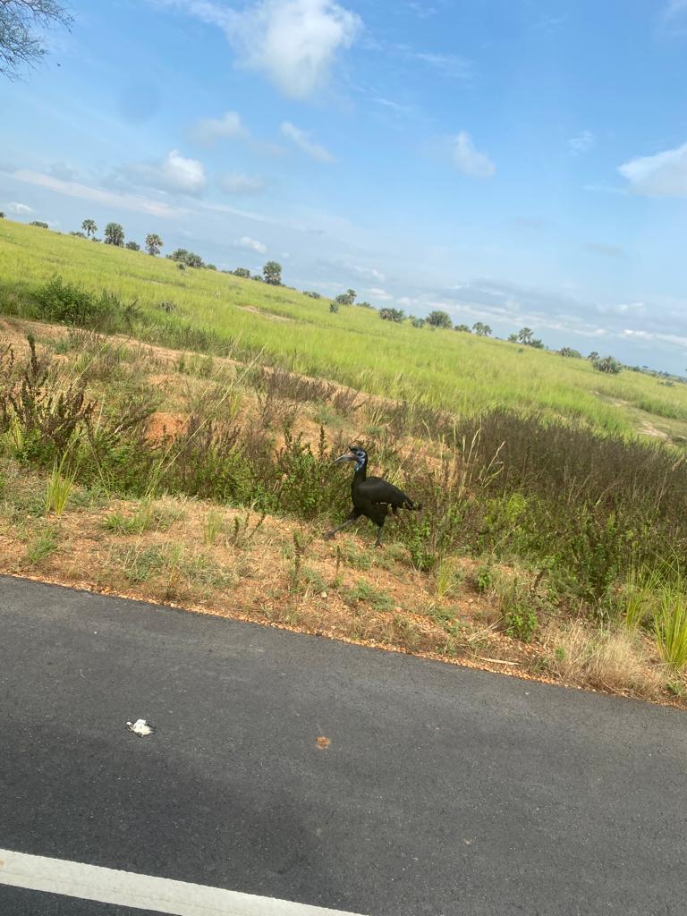 hasner3's tweet photo. @AperturSafaris @AmosTheGuide @ugwildlife @TourismBoardUg @MTWAUganda @UgandaCF @UgandaUncovered @tour_plug @UWEC_EntebbeZoo @IUCN I took this last month at Murchison falls NP https://t.co/g9EZc88Fgs