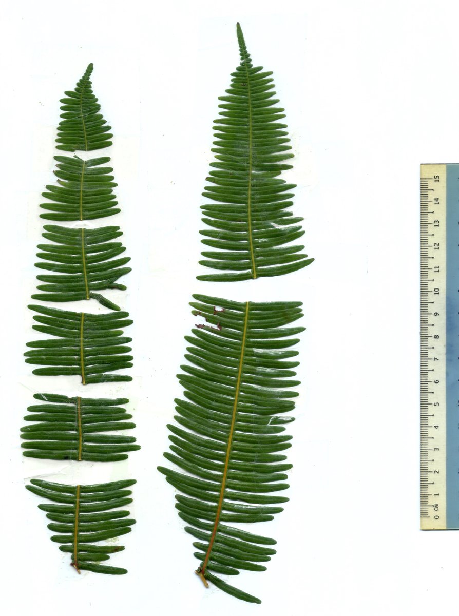 How to measure #area, #perimeter of highly divided #ferns #leaves? I tried diffenent software but overlapping pinnule are a problem. Any advice from fellow #botanists #ferns #plants #leaf #functionaltraits @mobotgarden @J_Exp_Biol @dandy_gumnut @J_Exp_Biol Please retweet